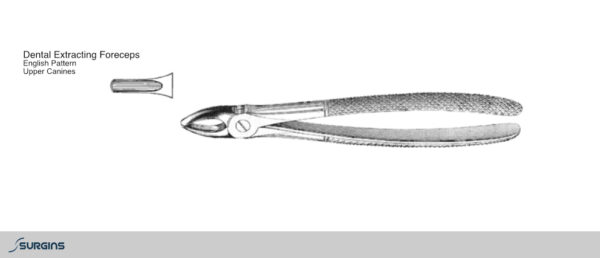 American Pattern incisor Extracting Dental Forceps - SURGINS