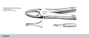 English Pattern Incisor & Canines Extracting Dental Forceps - SURGINS