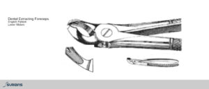 English Pattern Molar Extracting Dental Forceps - SURGINS