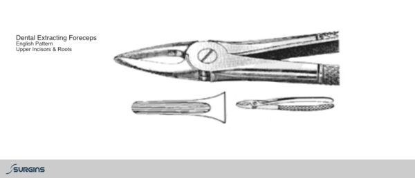 English Pattern Incisors & Roots Extracting Dental Forceps - SURGINS