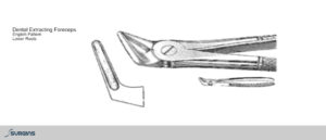 English Pattern Root Extracting Dental Forceps - SURGINS