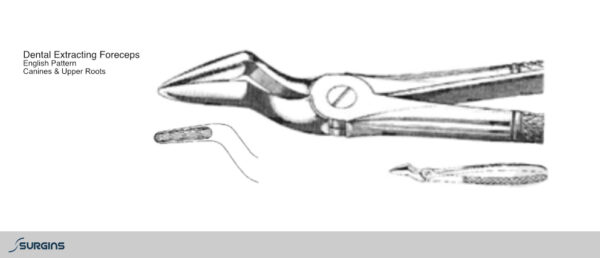 English Pattern Canines & Upper Roots Extracting Dental Forceps - SURGINS