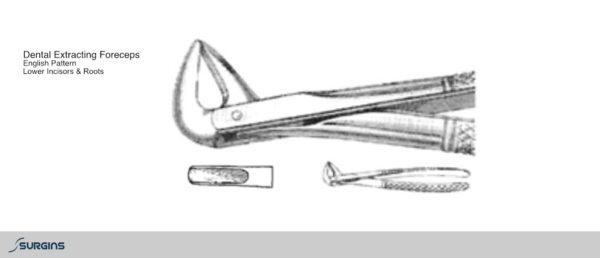 English Pattern Incisors & Roots Extracting Dental Forceps - SURGINS