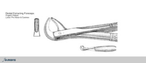 English Pattern Premolar & Canines Extracting Dental Forceps - SURGINS