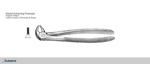 English Pattern Incisors, Premolar & Roots Extracting Dental Forceps - SURGINS