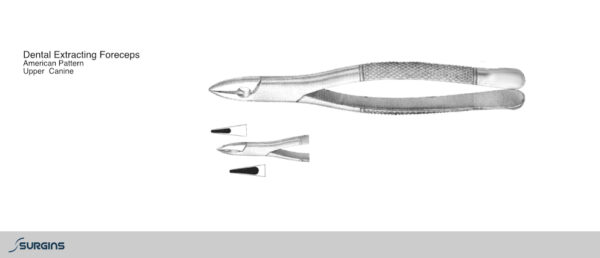 American Pattern Canine (Cuspids) Extracting Dental Forceps - SURGINS